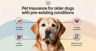 Pet Insurance For Older Dogs With Pre-Existing Conditions